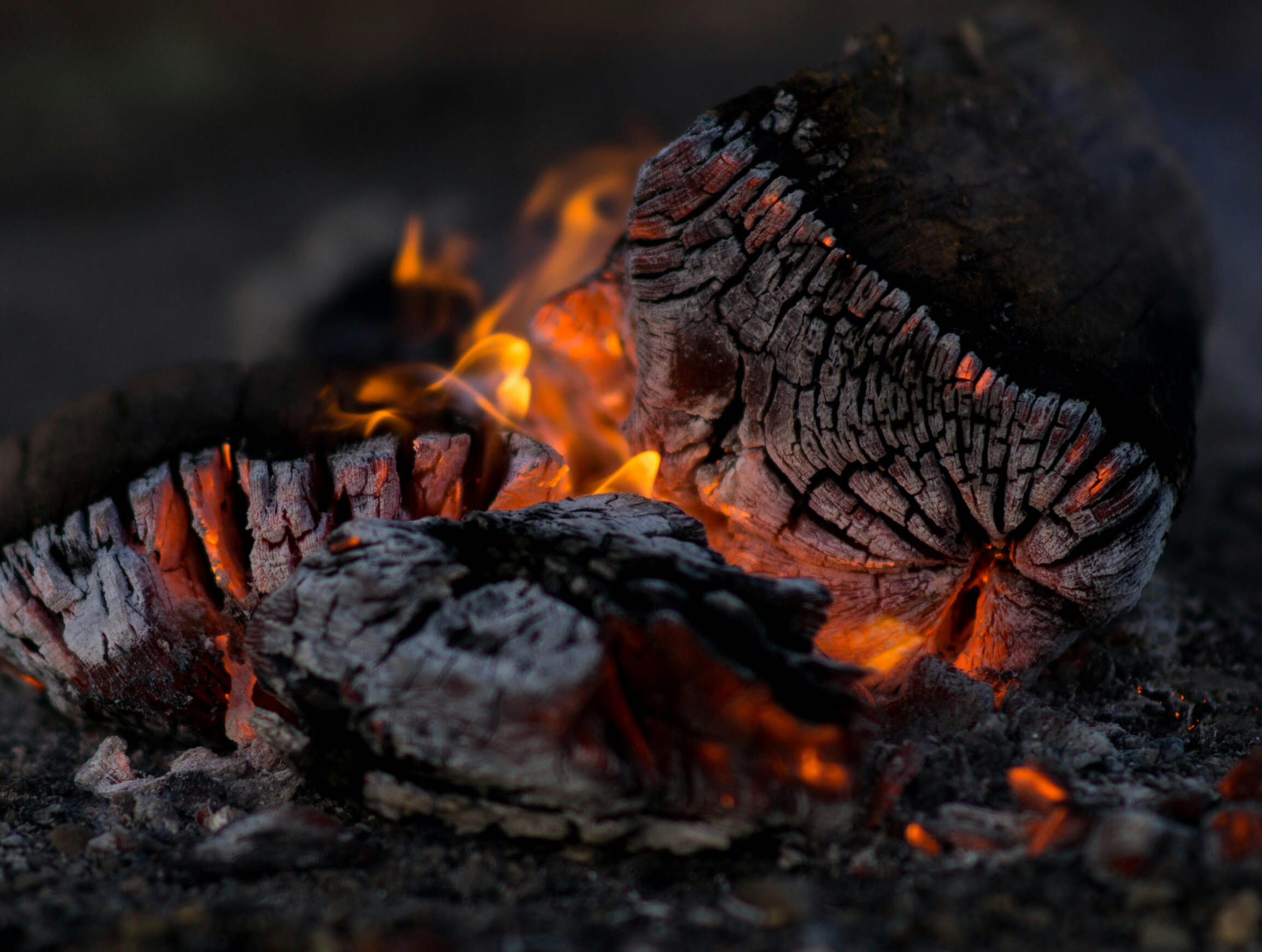 Fire embers in the forest. Swedish Wild Kitchen, Åsendbruk Close-up of glowing embers and charred wood burning in an outdoor fire. Swedish Wild Kitchen, Åsensbruk